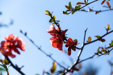 Bahar ağacı çiçek açıyor, çiçek açıyor. Slovakya