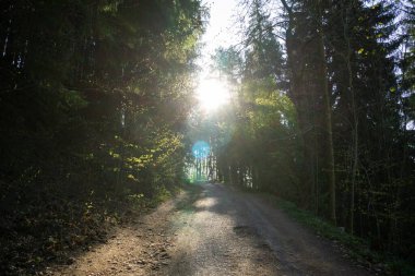 Ormanda yolu olan güzel bir manzara..