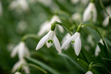 Bahar çiçekleri. Parktaki kardamlaları. Slovakya