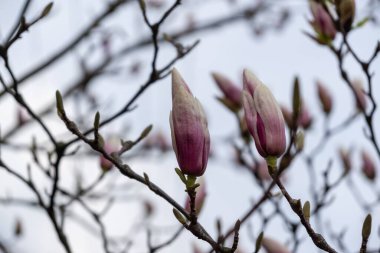 Bahar ağacı çiçek açıyor. Ağacın üzerinde Magnolia çiçekleri açıyor. Slovakya