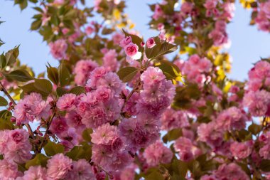 Bahar ağacı çiçek açıyor. Çiçek açan ağaçtaki pembe çiçekler. Slovakya
