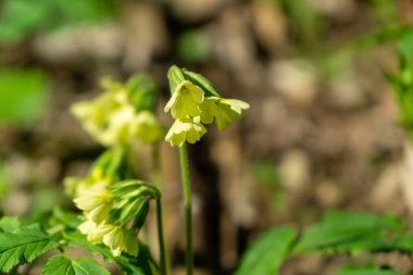 Orman arka planında yabani çiçekler