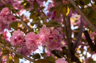 Bahar ağacı çiçek açıyor. Çiçek açan ağaçtaki pembe çiçekler. Slovakya
