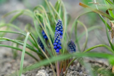 Baharda bahçede mavi Muscari çiçekleri. Slovakya