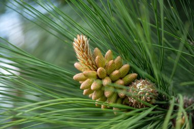 İğneler ve koni ile çam ağacı dalı, doğal duvar kağıdı
