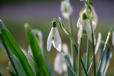 Bahar çiçekleri. Parktaki kardamlaları. Slovakya
