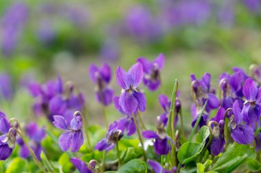 Mor ve mavi Gilliflower 'lar çimlerde. Slovakya