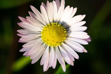  Doğada çiçek açan arka planda, kapat