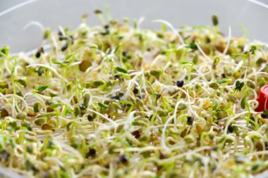 Taze sebze ve baharatlı yeşil salata. sağlıklı yaşam tarzı kavramı