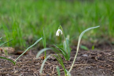 Bahçedeki güzel çiçekler. Yakın çekim.