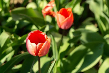 Parktaki güzel laleler. Slovakya