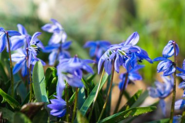 arka plan, üzerine güzel çiçekler yakın çekim