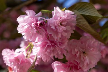 Bahar ağacı çiçek açıyor. Çiçek açan ağaçtaki pembe çiçekler. Slovakya