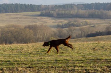İrlanda setter köpeği çayırda koşuyor