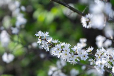 Bahar ağacı çiçek açıyor. Beyaz çiçek açan ağaç. Slovakya