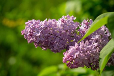 Bahçedeki güzel mor leylak çiçekleri
