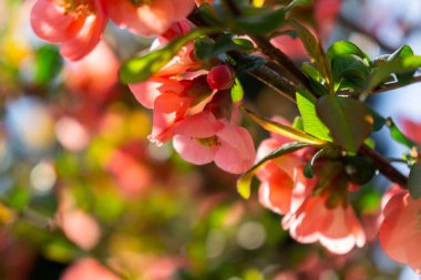 Bahar ağacı çiçek açıyor, çiçek açıyor. Slovakya