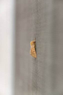 Pencere ızgarasında asılı duran güve, yakın çekim