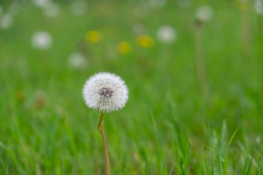 Günbatımında Slovakya 'da güzel bir karahindiba 