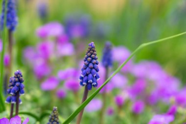 arka plan, üzerine güzel çiçekler yakın çekim