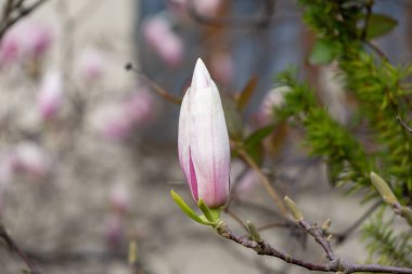 Bahar ağacı çiçek açıyor. Ağacın üzerinde Magnolia çiçekleri açıyor. Slovakya