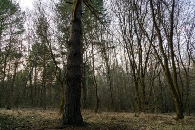 Ormanda sonbahar ağaçları, Slovakya