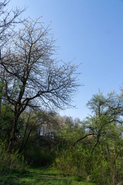 Slovakya, parkta yaz ağaçları