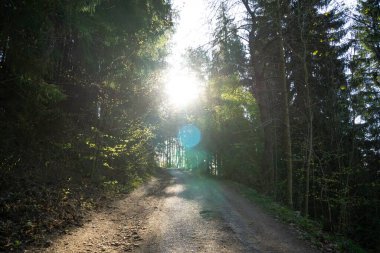 Ormanda yolu olan güzel bir manzara..