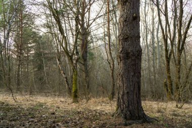 Ormanda sonbahar ağaçları, Slovakya