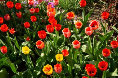 Parktaki güzel laleler. Slovakya