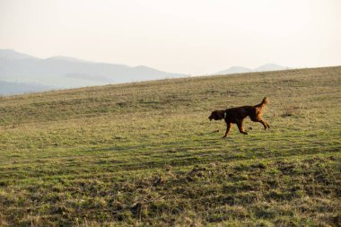 İrlanda setter köpeği çayırda koşuyor