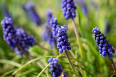 Baharda bahçede mavi Muscari çiçekleri. Slovakya