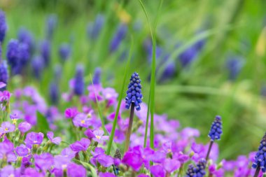 arka plan, üzerine güzel çiçekler yakın çekim