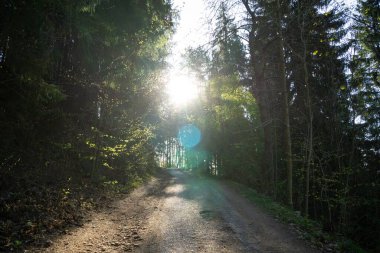 Ormanda yolu olan güzel bir manzara..