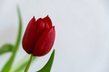 Beyaz arkaplanda kırmızı lale