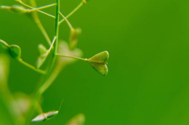 Arkaplanda yeşil yaprakların yakın plan görüntüsü