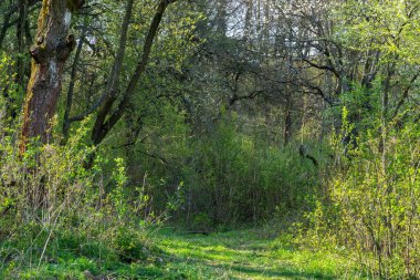 Slovakya, parkta yaz ağaçları