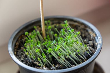 Saksıda küçük yeşil bitkiler büyüyor.