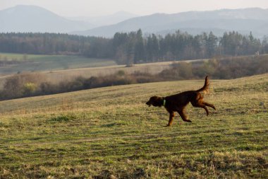 İrlanda setter köpeği çayırda koşuyor