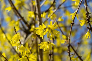 Bahar ağacı çiçek açıyor. Pırlanta çiçekleri. Slovakya