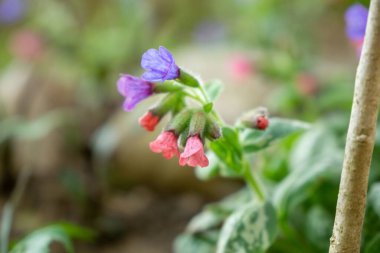 Yeşil arka planda güzel çiçekler