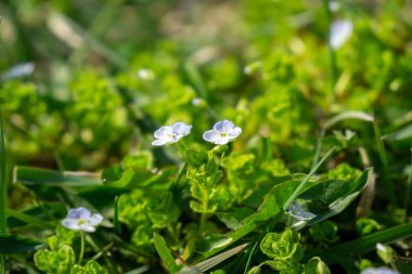 Arka planda küçük çiçekler açıyor, kapat