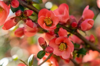 Bahar ağacı çiçek açıyor, çiçek açıyor. Slovakya