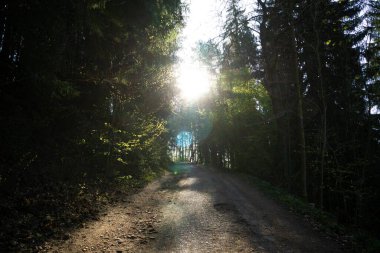 Ormanda yolu olan güzel bir manzara..