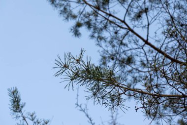 Ormanda sonbahar ağaçları, Slovakya