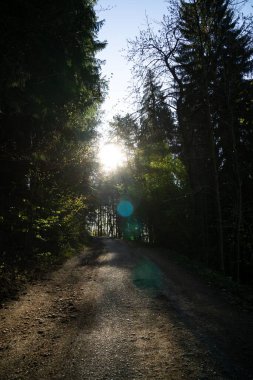 Ormanda yolu olan güzel bir manzara..