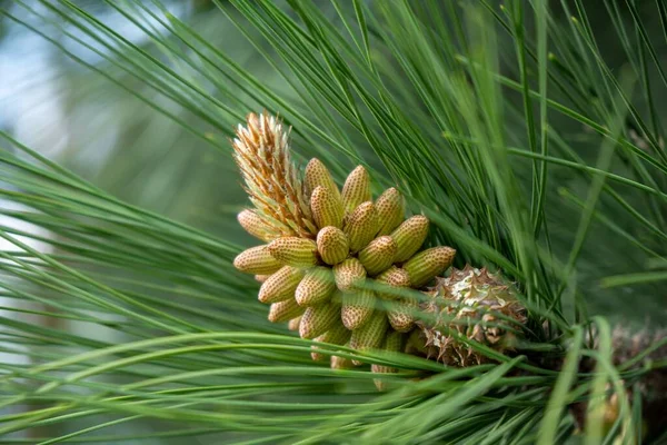 Dennenboom Tak Met Naalden Kegel Natuurlijk Behang — Stockfoto