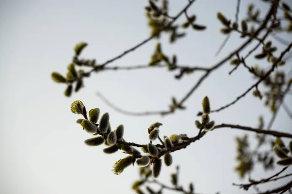 春树开花 柳树的枝条 有金丝雀 羊尾草 斯洛伐克 — 图库照片