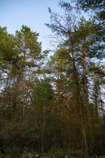 Árboles Otoño Bosque Eslovaquia — Foto de Stock