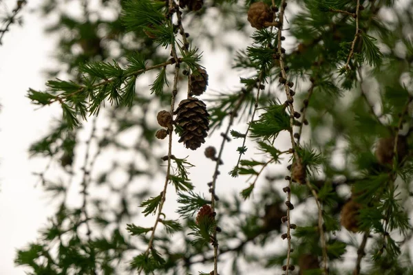 Pine Cones Tree Slovakia — Stock Photo, Image